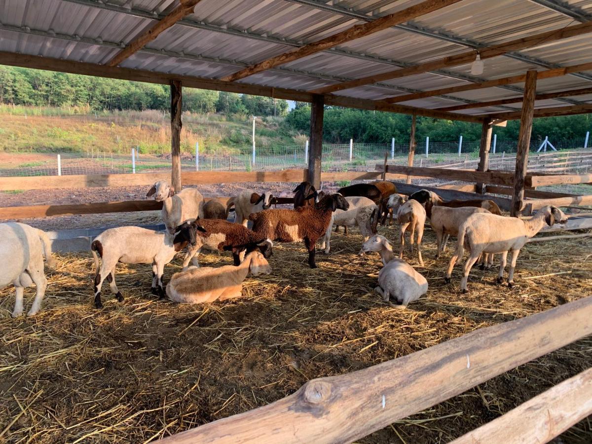 ฟาร์มแกะภูกระดึง Waraporn Valley Ban Nong Tum Εξωτερικό φωτογραφία